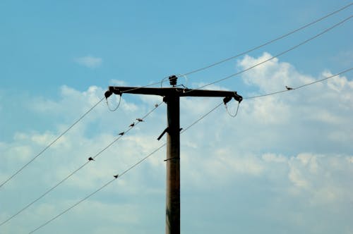 Free stock photo of bird, birds, blue