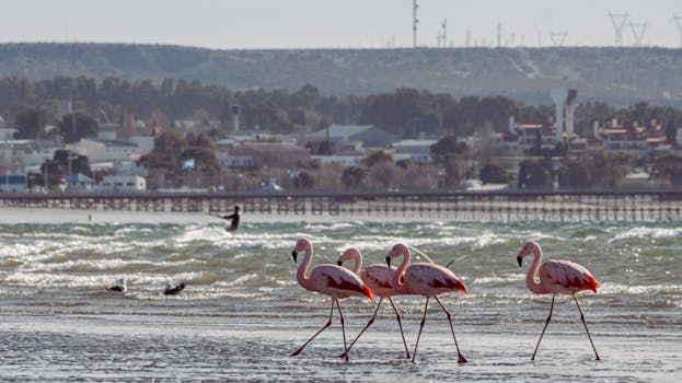 Puerto Madryn, Argentina photo 7