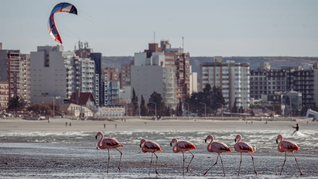 Puerto Madryn, Argentina photo 10