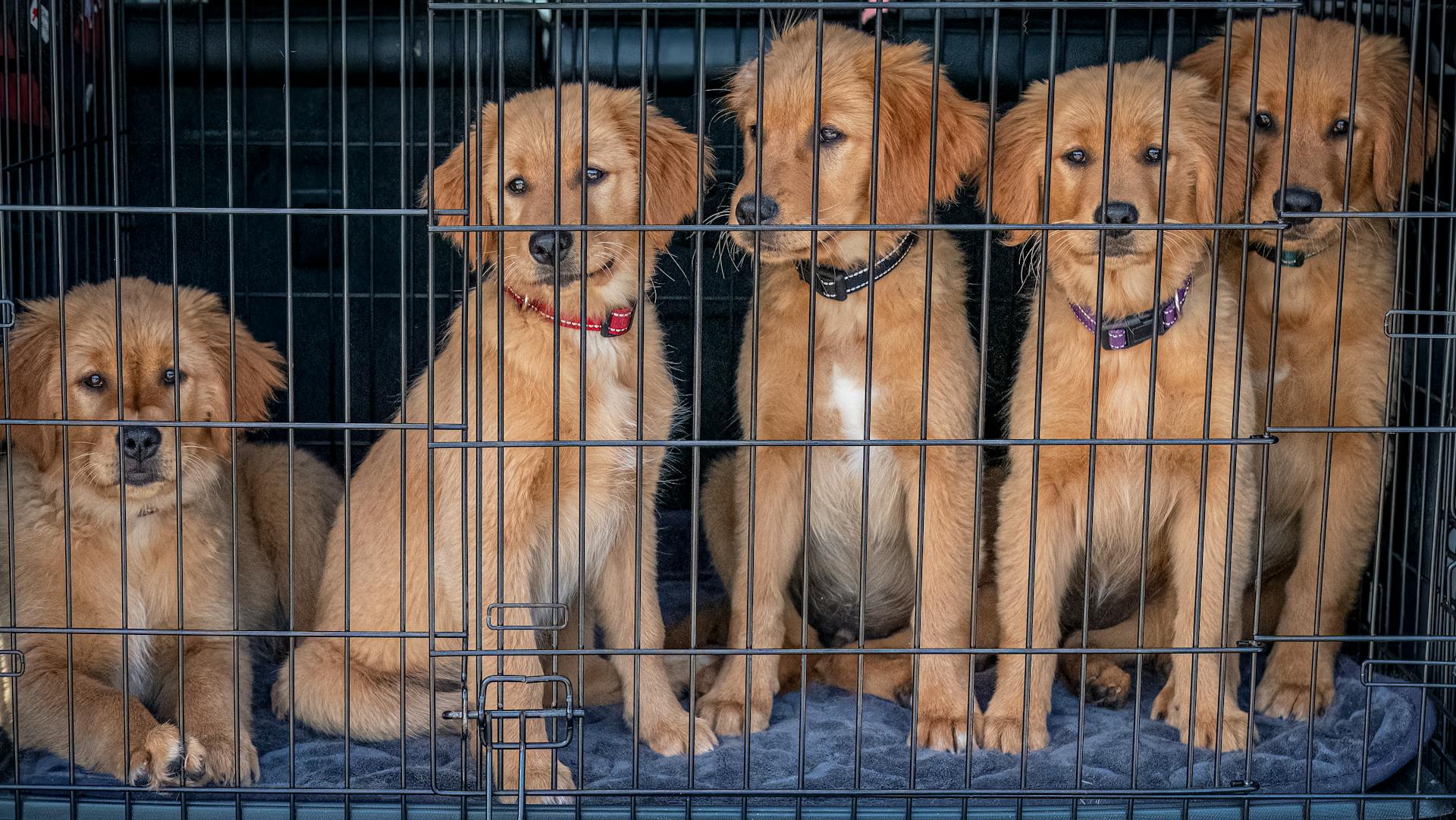 Honden in een kooi in een schuilplaats