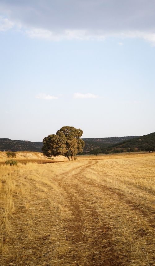 Free A peaceful rural scene with a solitary tree in a sunlit field under a clear summer sky. Stock Photo