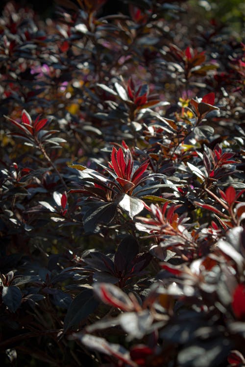 庭の植物, 植物の葉, 植物愛好家の無料の写真素材