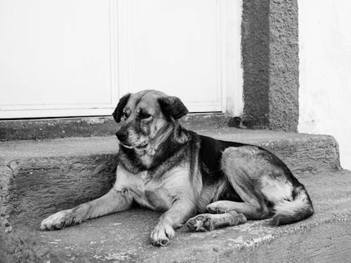 大きい犬, 犬, 犬顔の無料の写真素材