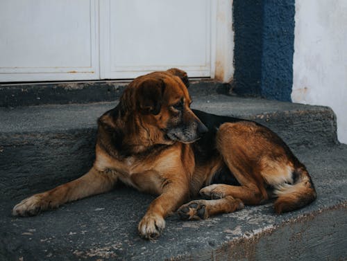大きい犬, 犬, 茶色の犬の無料の写真素材