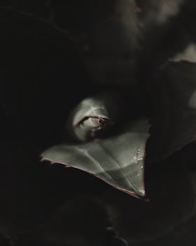 在自然光线下，深绿色的叶子展现出复杂的纹理细节