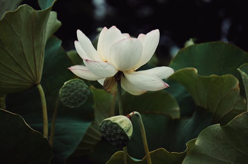 Бесплатное стоковое фото с nelumbo nocifera, белый, зеленые листья