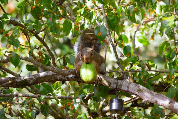 Sitting On Bench Squirrel Holding Walnut