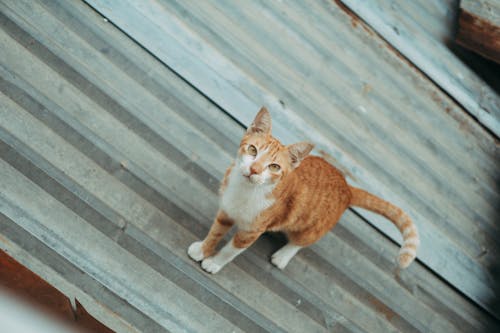 Curious Ginger Cat