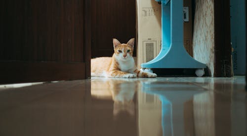 Ginger Cat Reflecting in Floor