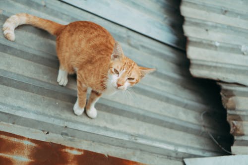 Ginger Cat on Rooftop