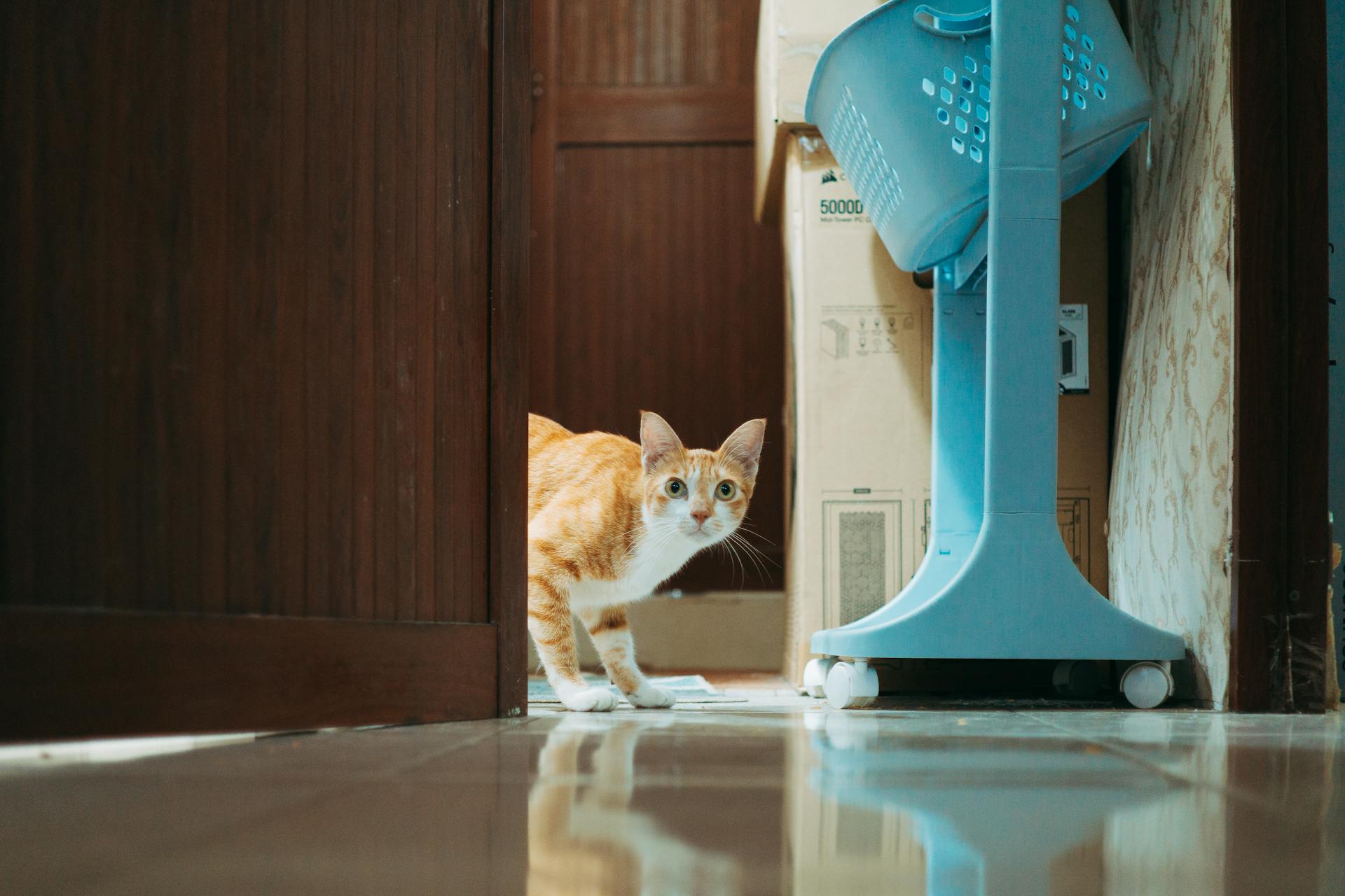 Scared Ginger Cat in Door