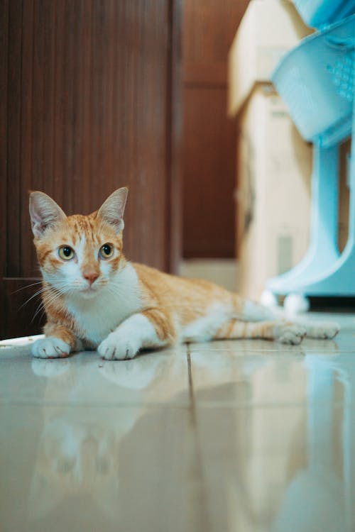 Attentive Ginger Cat Lying on Floor