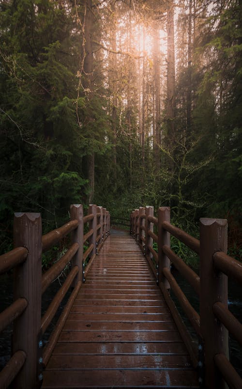 Коричневый деревянный пешеходный мост, ведущий в лес