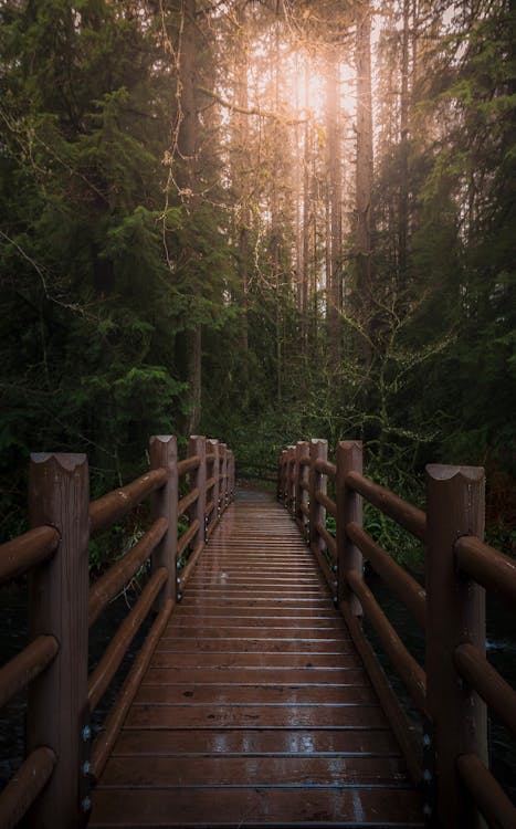 Brown Wooden Foot Bridge Leading to the Forest