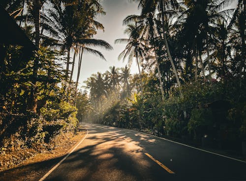 Foto d'estoc gratuïta de arbres, asfalt, carretera