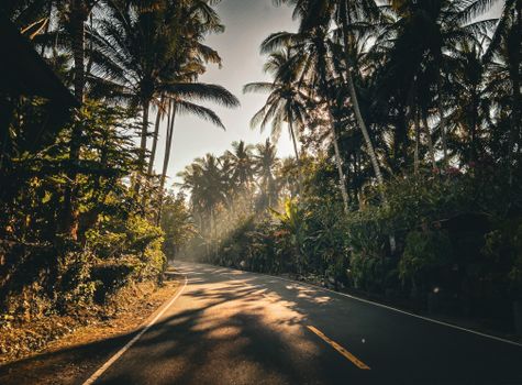 A scenic tropical road lined with palm trees bathed in warm sunlight, ideal for travel inspiration.