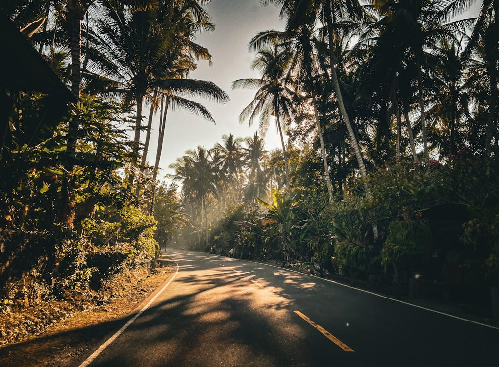 Road Among Palms 