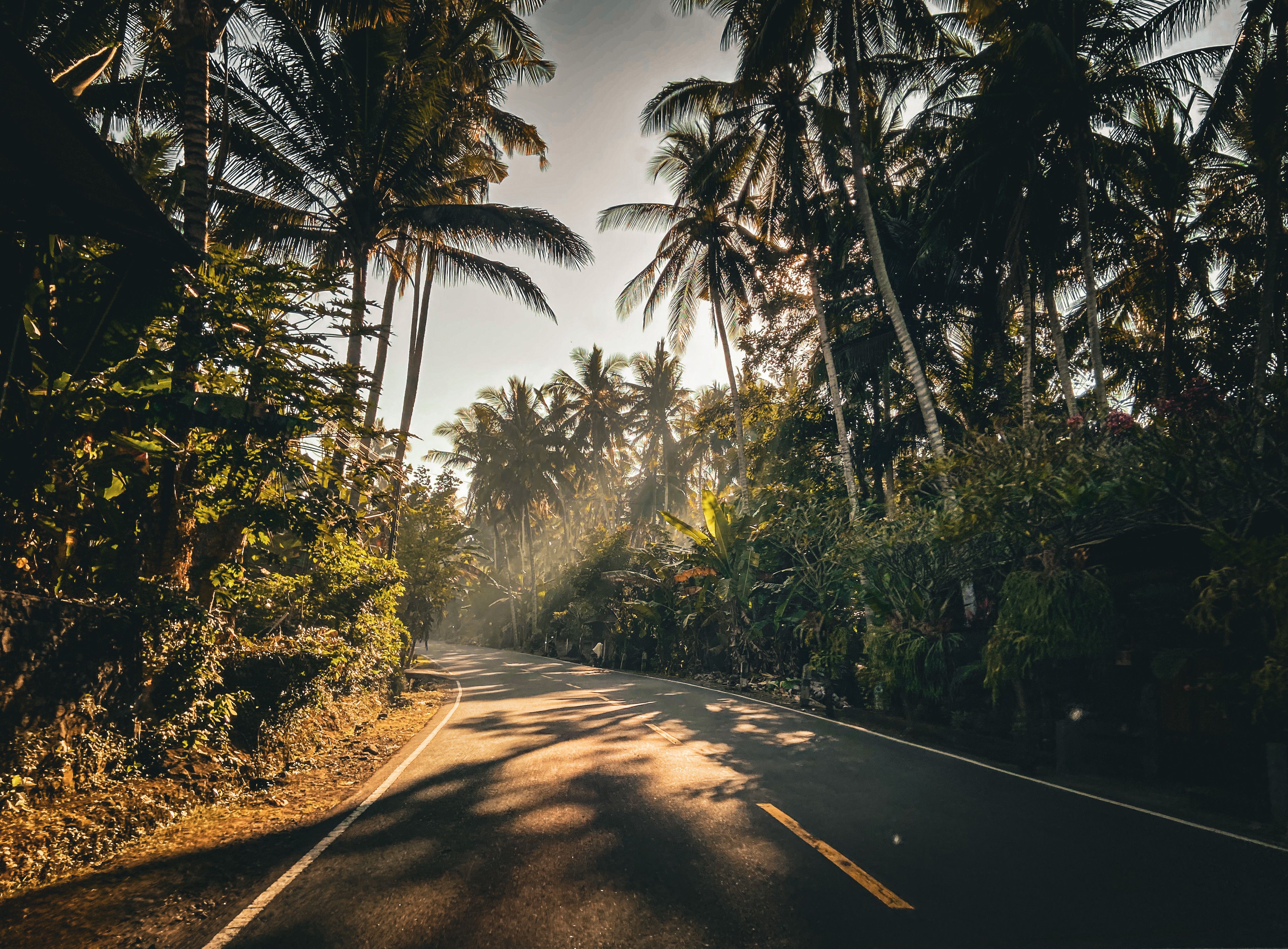 road-among-palms-free-stock-photo