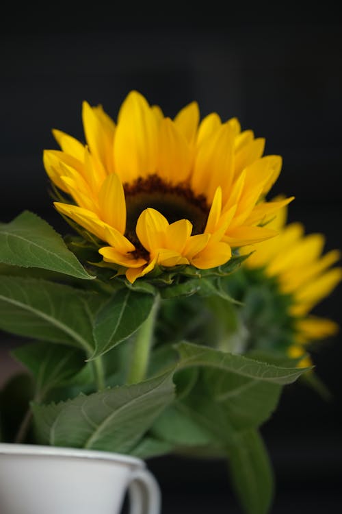 Sunflower in a Pot