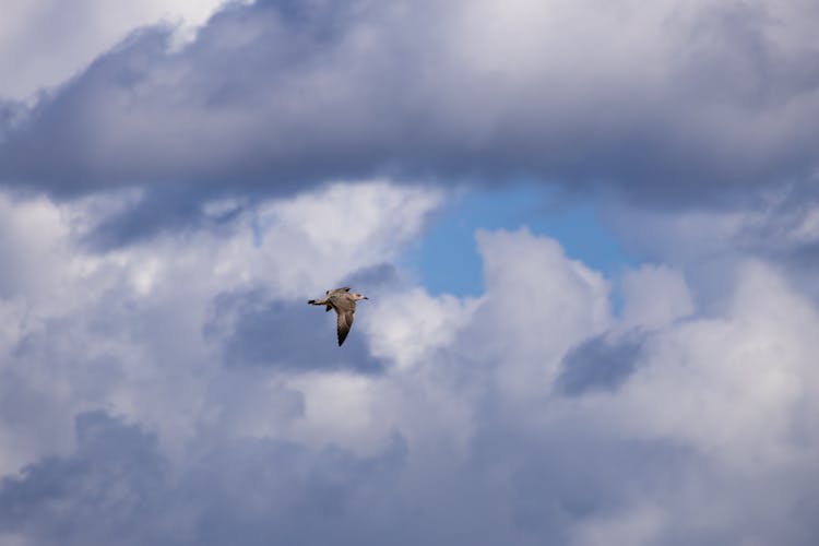 Bird Flying Under Clouds