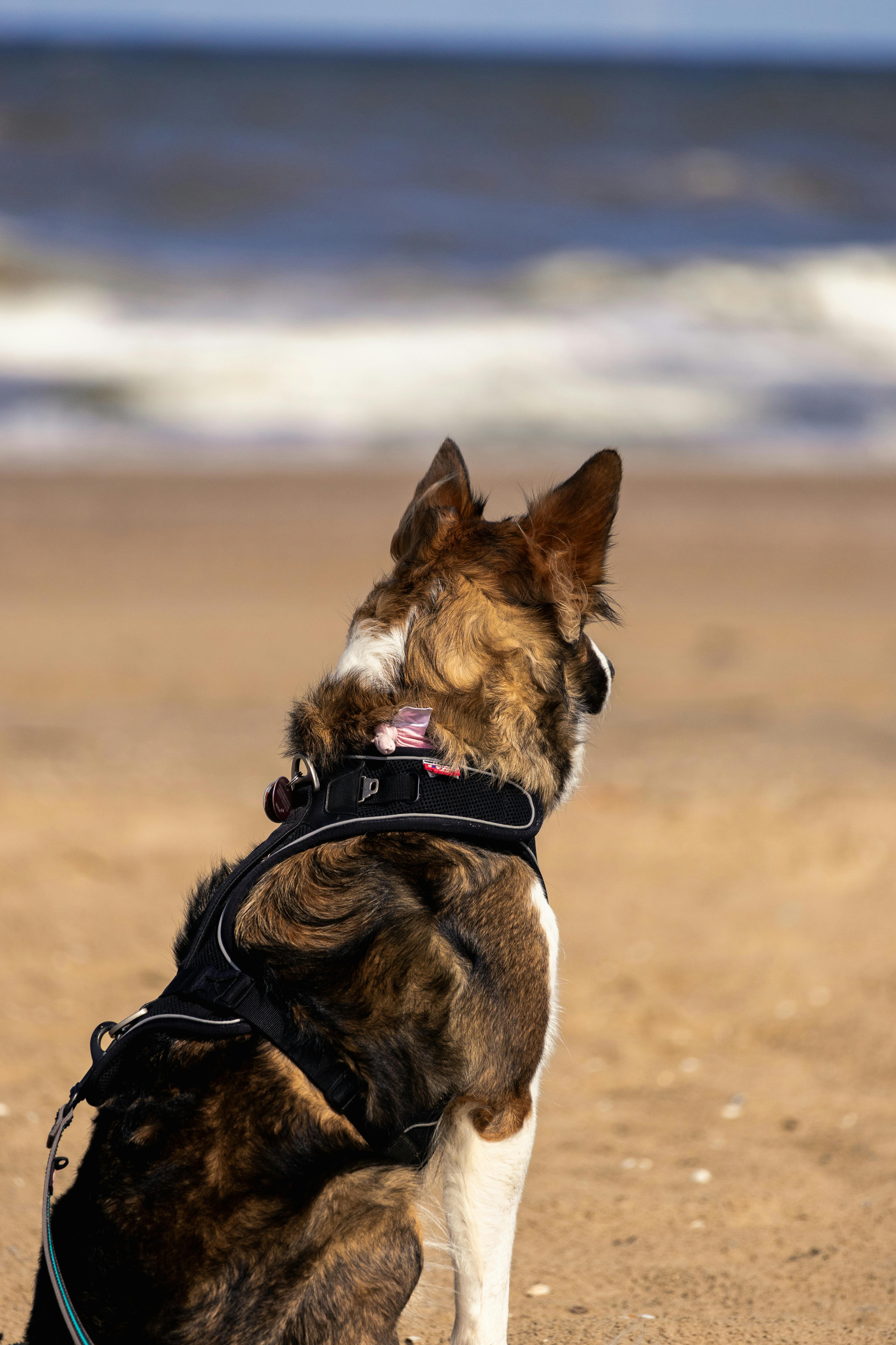 Find Your Lost Dog with a GPS Tracker in Singapore