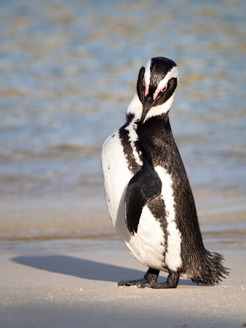 Fotobanka s bezplatnými fotkami na tému africký tučniak, Antarktída, biela