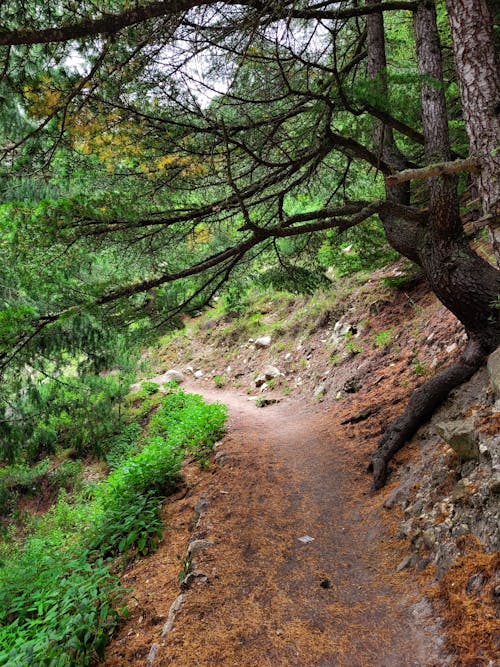 nature walkway 