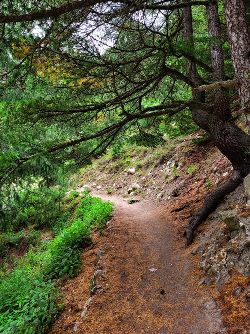 Free Scenic forest trail in Gangotri, India with lush green trees and a tranquil atmosphere. Stock Photo
