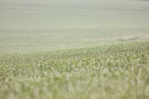 Photo of a Green Crop