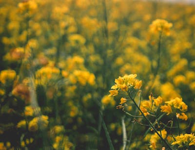 适合春节发的短句 适合春节发的短句子