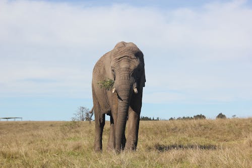 Foto d'estoc gratuïta de elefant, fotografia d'animals, fotografia de la vida salvatge
