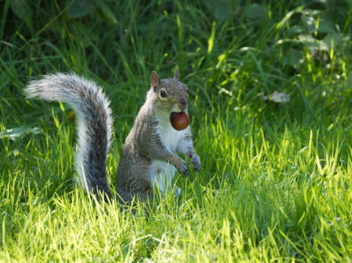 Free Grey squirrel eating a chestnut. Stock Photo