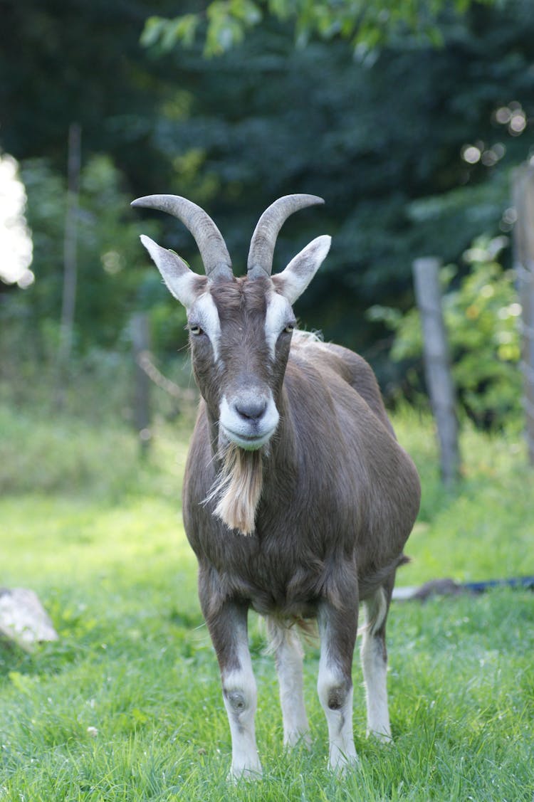 Goat On A Field