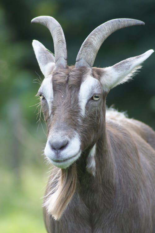 Close up of Goat with Horns