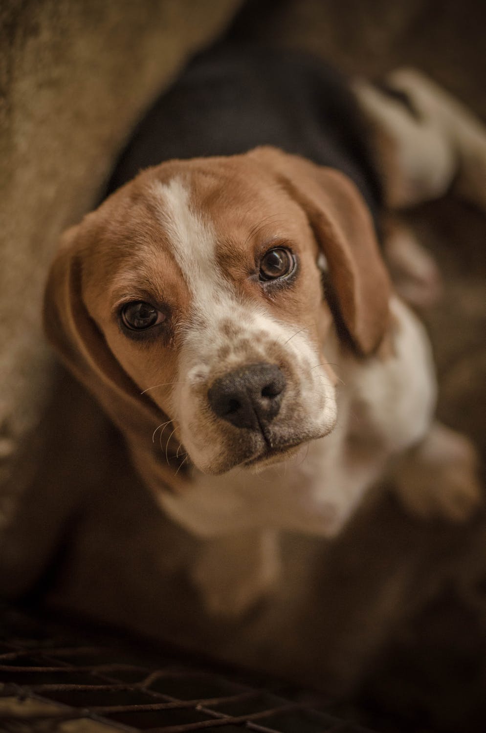 Free stock photo of animal, beagle, cute