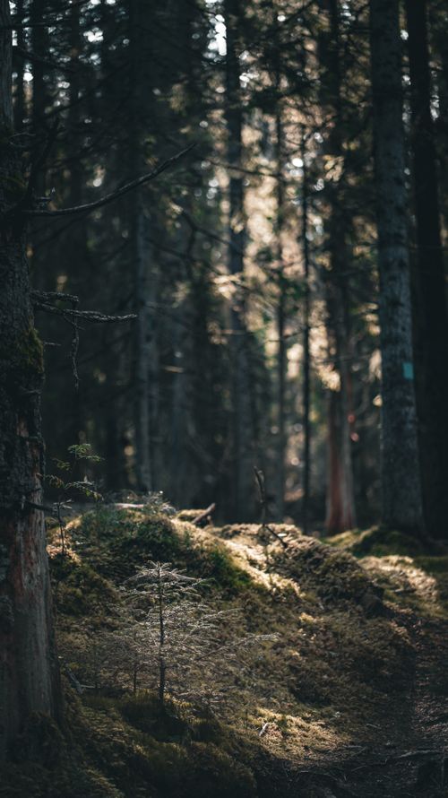 Free Peaceful forest landscape with sunlight streaming through trees onto a moss-covered path. Stock Photo