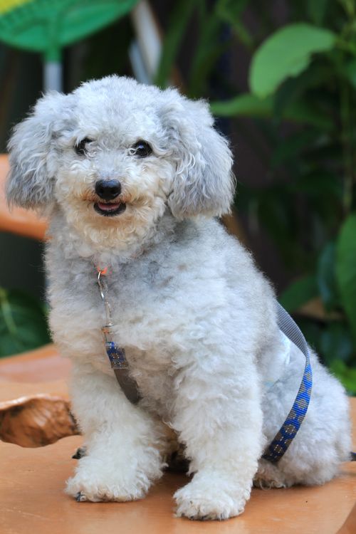 Free Cute curly-haired poodle posing outdoors with lush green background. Stock Photo