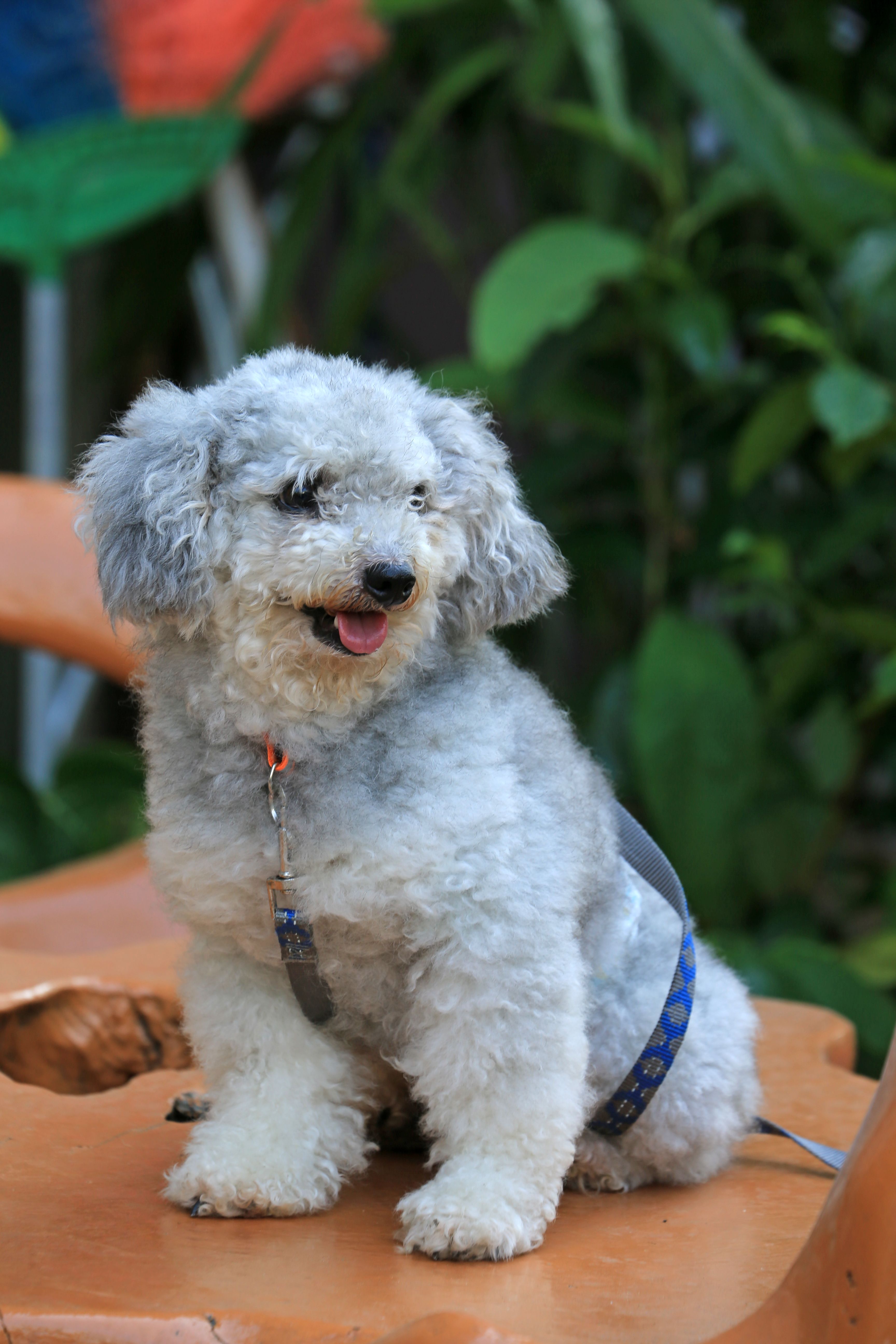 Gray Poodle Photos, Download The BEST Free Gray Poodle Stock