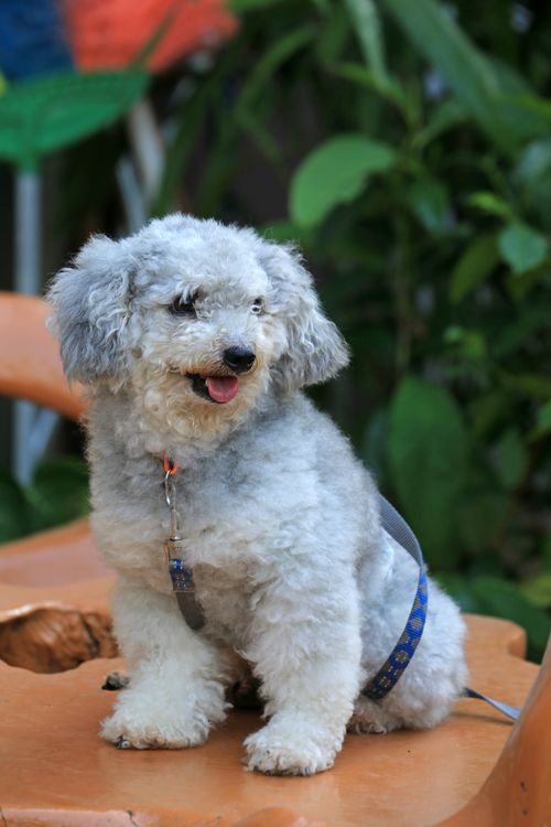 Free Charming gray poodle sitting on a wooden bench, leashed, in an outdoor setting. Stock Photo