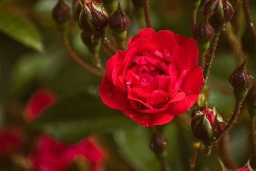 A red rose is growing in the middle of a bush