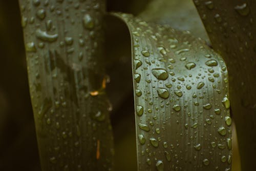 Ingyenes stockfotó eső, esőcseppek, felület témában