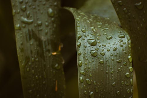 Fotos de stock gratuitas de agua, de cerca, enfoque selectivo