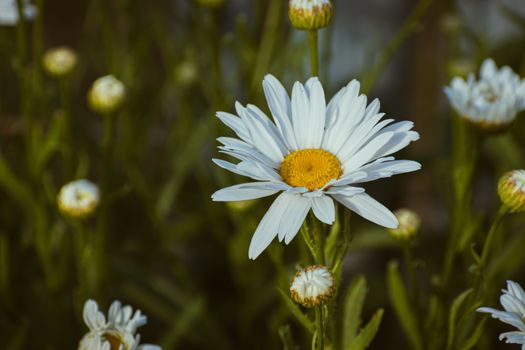 Close-up of a blooming daisy flower in a vibrant summer meadow.