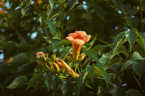 Kostnadsfri bild av apelsin, bignoniaceae, blad