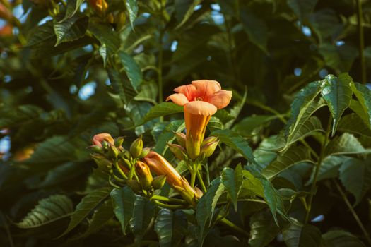 A close up of a flower on a tree