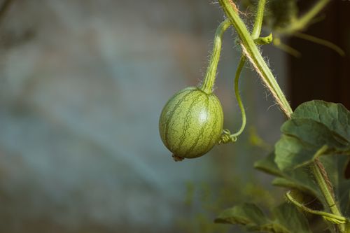 Free A young watermelon hanging from a vine, showcasing organic growth outdoors. Stock Photo