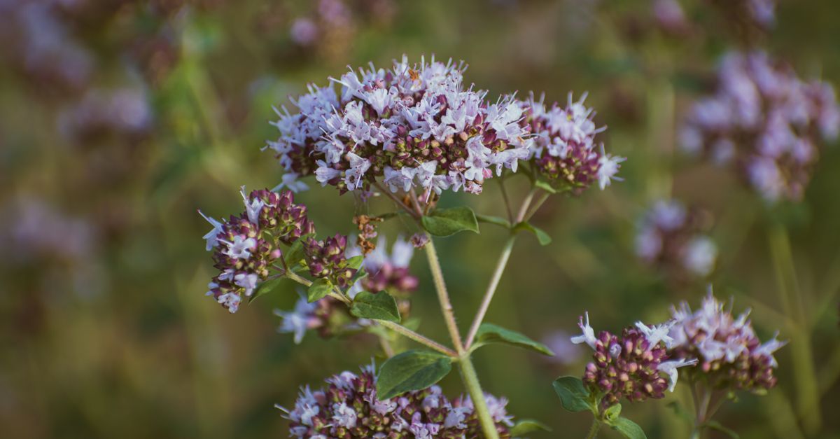Come Creare un Giardino di Piante Officinali