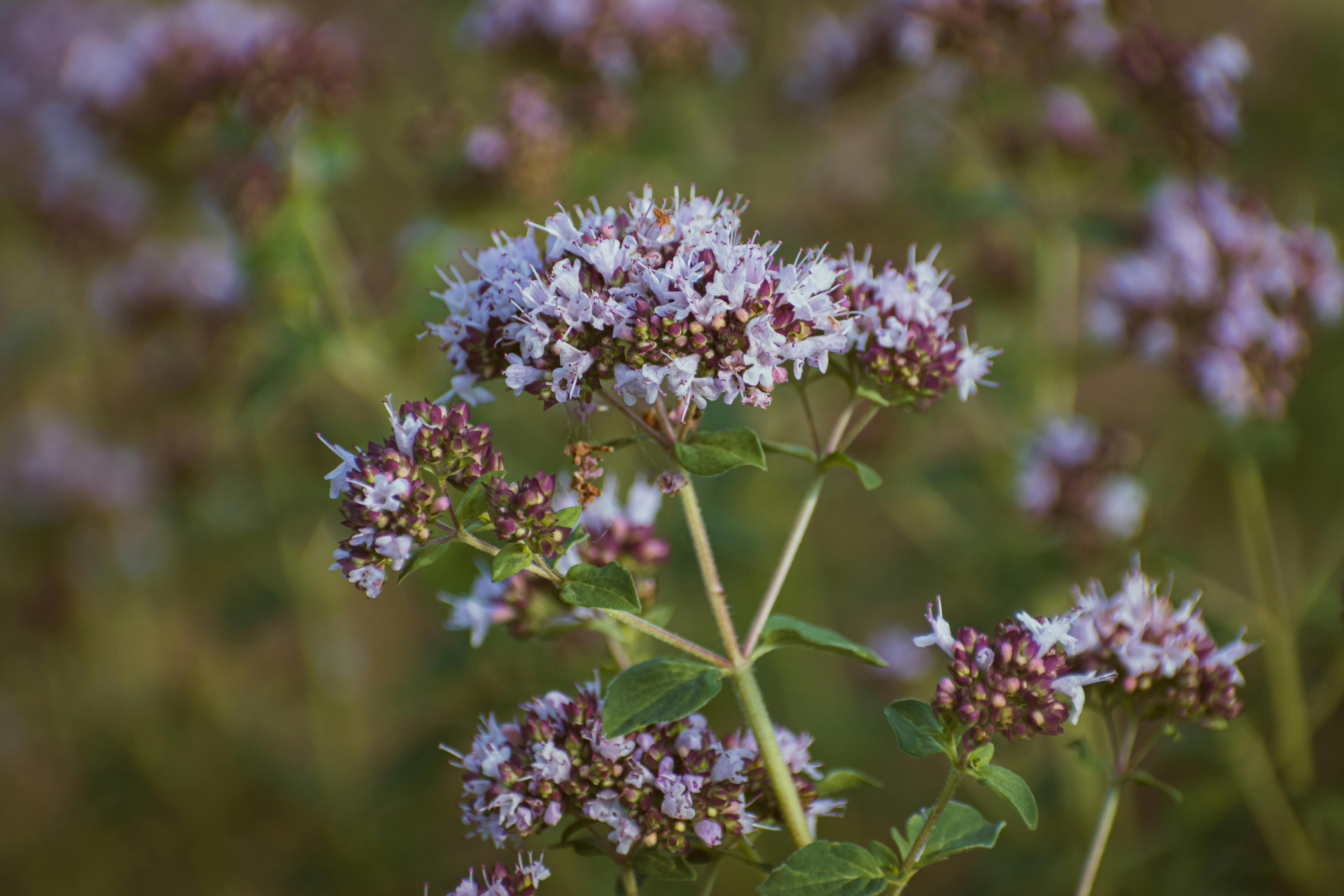 Marjoram Photos, Download The BEST Free Marjoram Stock Photos & HD Images