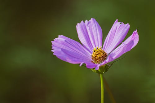 Imagine de stoc gratuită din a închide, cosmos floare, cosmos violet
