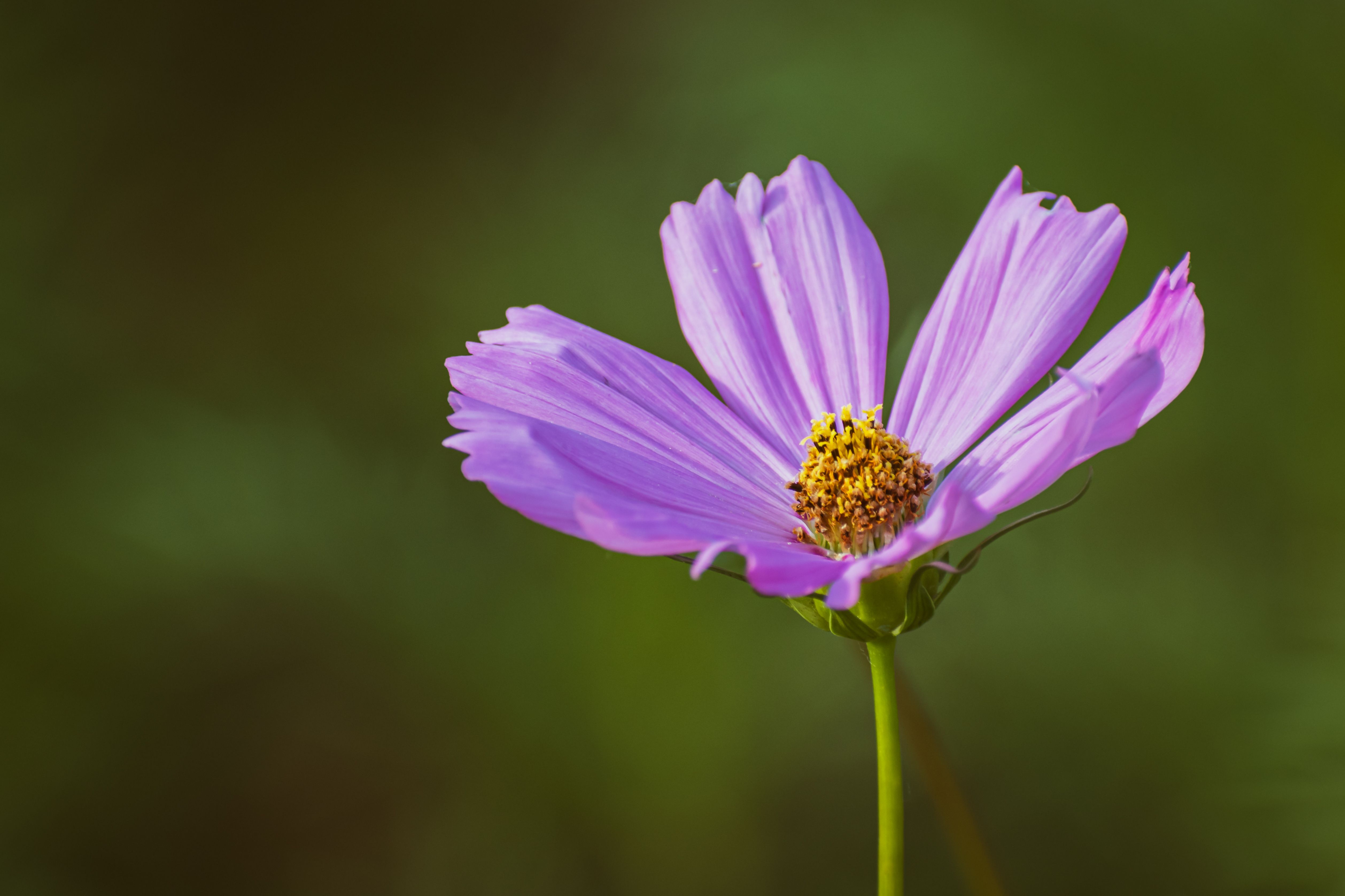 Close-up of a Purple Cosmos Flower · Free Stock Photo